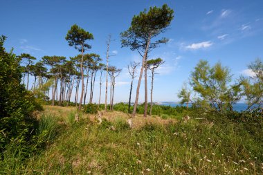 Deniz kenarında güzel bir çayır. Mavi gökyüzünün altında uzun çam ağaçları ve beyaz bulutlar var..