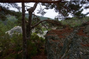 Bulutlu sonbahar gökyüzünün altında yemyeşil bir çam ormanının güzel bir görüntüsü..