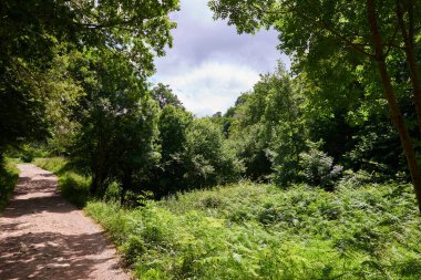 Kalın bir bitki örtüsüyle çevrili bir orman yolunun güzel bir resmi..