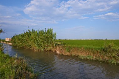 İspanya, Valencia 'da pirinç tarlasında bir su kanalı..