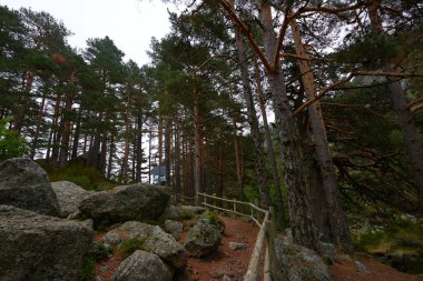 Gri gökyüzünün altında sonbaharda yemyeşil bir çam ormanının güzel bir manzarası..