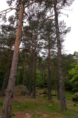 Sonbaharda uzun çam ağaçları olan yemyeşil bir ormanın güzel bir fotoğrafı..