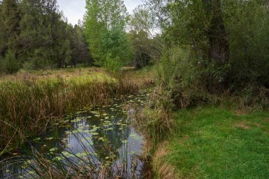 Sonbaharda yemyeşil bitki örtüsüyle çevrili güzel bir dere.