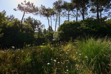 Gökyüzünün altında beyaz bulutlu, sık bir bitki örtüsü olan bir orman..