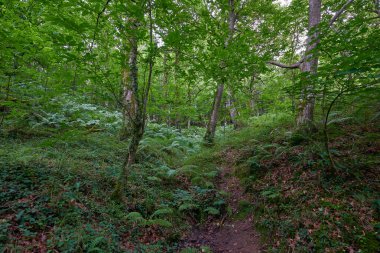 Yoğun ormana giden güzel bir toprak yol..