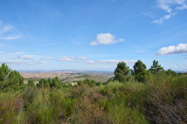 Mavi gökyüzünün altında bazı beyaz bulutlarla birlikte vahşi bir bitki örtüsü olan yemyeşil bir orman..