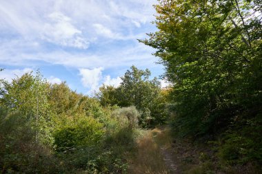 Mavi gökyüzünün altında bazı beyaz bulutlarla birlikte vahşi bir bitki örtüsü olan yemyeşil bir orman..