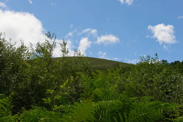 Ein Schöner Blick Auf Einen Berg Mit Üppiger Vegetation Einem — Stockfoto