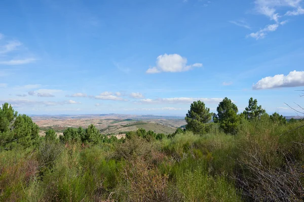 Mavi gökyüzünün altında bazı beyaz bulutlarla birlikte vahşi bir bitki örtüsü olan yemyeşil bir orman..