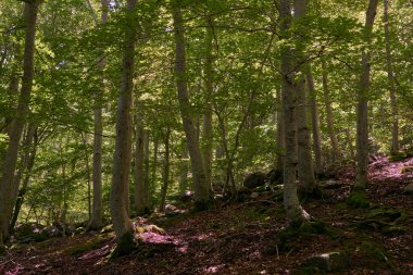 Neredeyse hiç güneş ışığının giremediği yemyeşil bir çam ormanı.