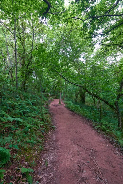 Beau Chemin Terre Qui Dans Forêt Épaisse — Photo