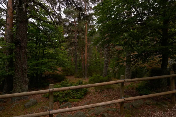 Dřevěný Plot Vedle Hlubokého Borového Lesa — Stock fotografie