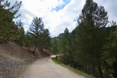 Sonbahar çam ormanlarında güzel bir patika.