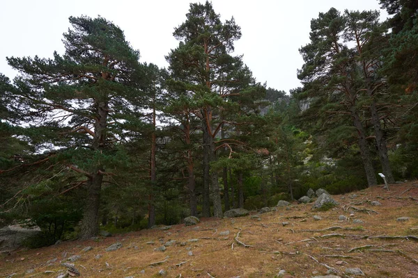 Ett Vackert Panorama Över Lummig Tallskog Hösten Grå Himmel — Stockfoto