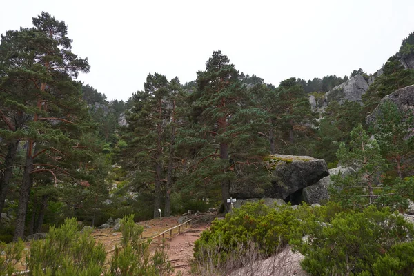 Beautiful Panorama Lush Pine Forest Autumn Gray Sky — Stock Photo, Image