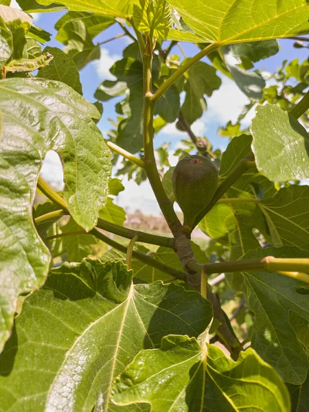 Succulenti Gustosi Fichi Appena Raccolti Nel Bel Mezzo Della Stagione — Foto Stock