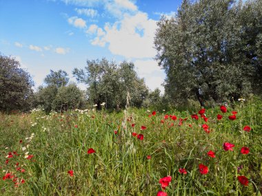 A beautiful olive tree plantation surrounded by striking red poppies.