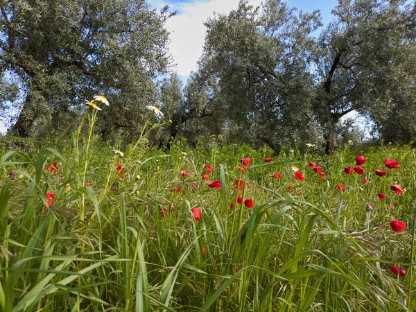 Kırmızı gelinciklerle çevrili güzel bir zeytin ağacı fidanı..