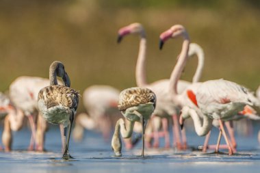 bir grup flamengo - Tazerka - Tunus