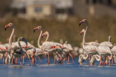bir grup flamengo - Tazerka - Tunus