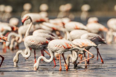 bir grup flamengo - Tazerka - Tunus