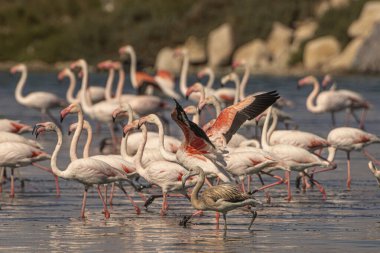 bir grup flamengo - Tazerka - Tunus