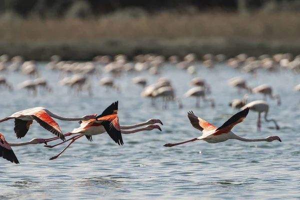 bir grup flamengo - Tazerka - Tunus