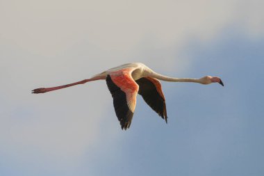 bir grup flamengo - Tazerka - Tunus