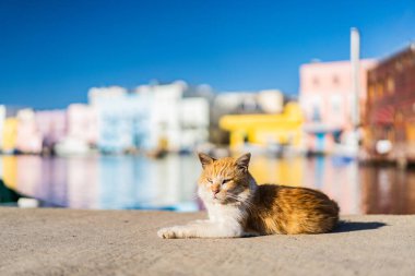 Kasbah duvarı ve eski limanlarda resimli evler olan liman manzarası. Bizerte . Tunus 