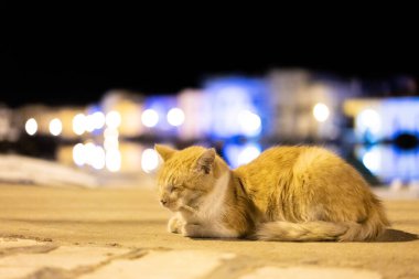 Kasbah duvarı ve eski limanlarda resimli evler olan liman manzarası. Bizerte . Tunus 