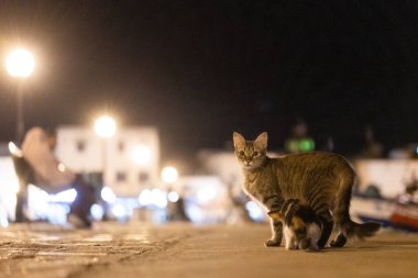 Kasbah duvarı ve eski limanlarda resimli evler olan liman manzarası. Bizerte . Tunus 