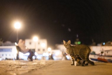 Kasbah duvarı ve eski limanlarda resimli evler olan liman manzarası. Bizerte . Tunus 