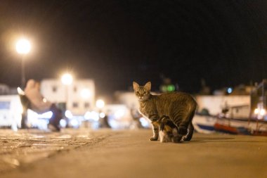 Kasbah duvarı ve eski limanlarda resimli evler olan liman manzarası. Bizerte . Tunus 