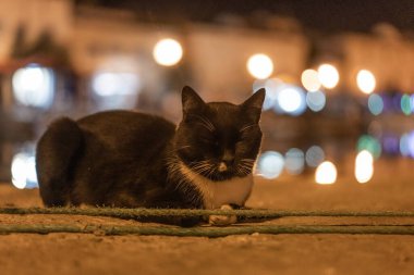 Kasbah duvarı ve eski limanlarda resimli evler olan liman manzarası. Bizerte . Tunus 