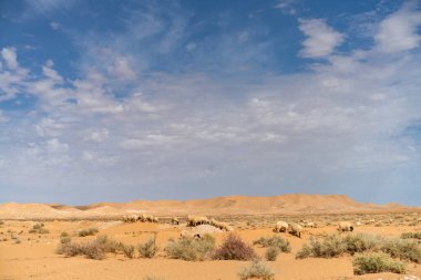 Güney Tunus ve Tunus manzarası