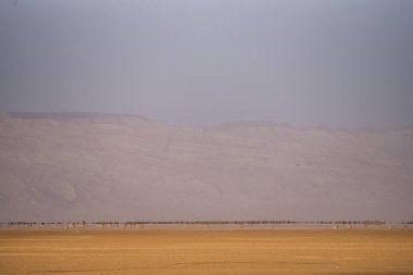 Chott Jerid 'in güney Tunus' taki endorheik tuz gölü manzarası. - Tozeur Valiliği - Tunus 