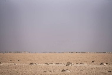 Chott Jerid 'in güney Tunus' taki endorheik tuz gölü manzarası. - Tozeur Valiliği - Tunus 