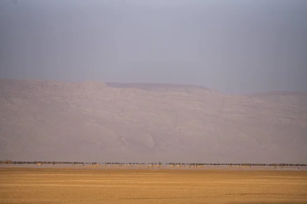 Some View Chott Jerid Endorheic Salt Lake Southern Tunisia Tozeur — стоковое фото