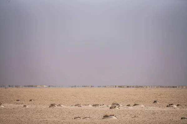 Some View Chott Jerid Endorheic Salt Lake Southern Tunisia Tozeur — Zdjęcie stockowe