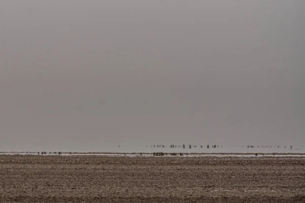 Viss Utsikt Över Chott Jerid Endorheic Salt Sjö Södra Tunisien — Stockfoto