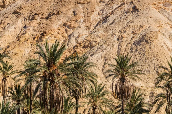 Some View Chbika Mountain Oasis Western Tunisia Tozeur Governorate Tunisia — Stockfoto
