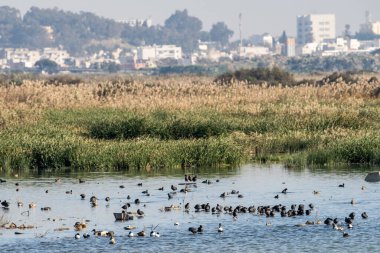 Sijoumi sebkha Tunus 'tan Tunus Manzarası 