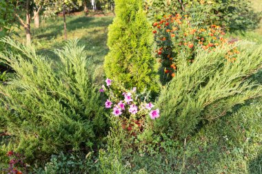 Bahçenin köşesinde. Ardıçlar ve haydutlar ön planda büyürler. Önünde bir saksı petunya çiçeği var. Taget büyüyor. Arka tarafta bir meyve bahçesi var..