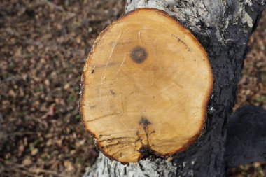 Bir elma ağacında, büyük bir dalın testere kesiği bahçe verniğiyle işlenir..
