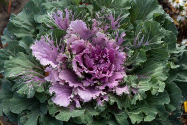 Geçmişi. Doku. Süslü karnabaharın güzel bir mor merkezi ve sonbaharda yeşil kenarları vardır..