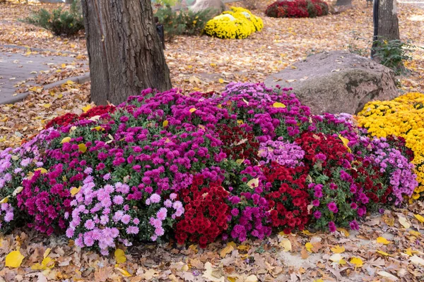 Ground Strewn Fallen Leaves Beautiful Flower Bed Autumn Chrysanthemums — Stock Photo, Image