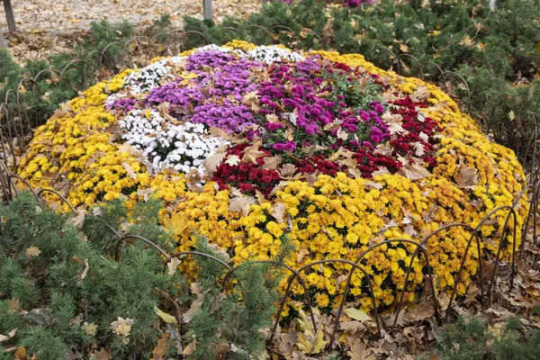 Vor Einem Herbstlichen Hintergrund Ein Helles Beet Mit Bunten Chrysanthemen — Stockfoto