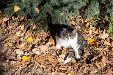 Gri bir kedi sonbahar yapraklarında bir çam ağacının altında oturur..