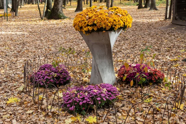 Herbstlichen Park Blühen Vor Dem Hintergrund Abgefallener Blätter Helle Chrysanthemen — Stockfoto