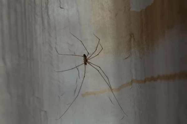 Κοντινό Πλάνο Μια Ακίνδυνη Αράχνη Κάθεται Στην Κουρτίνα — Φωτογραφία Αρχείου